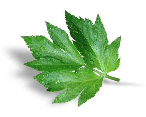 Concentré jeunesse, huile visage anti-âge bio -Getto et Ashitaba-